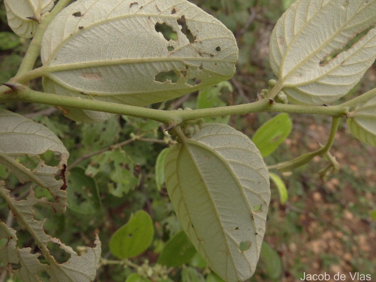 Ziziphus mauritiana Lam.